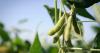 China makes biggest U.S. soybean purchase since November