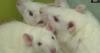 Wild rat in New Mexico tests positive for the Plague, health officials say
