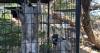 A new rescue center in McGregor is giving more than 80 endangered lemurs a second chance