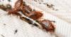 Chicago ranked worst U.S. city for bed bugs again, Orkin says