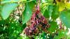 Natureâs dynamic duo: Why ginger and elderberries are ultimate health powerhouses