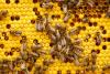 Critical Legislation: There Is Now An Official Illinois State Bee