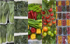 Starkiss Food: From fertile lands of Türkiye to Maldives’ finest kitchens