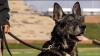 University of Missouri Police Department mourns death of retired K9