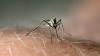 West Nile Virus found in Atlanta mosquitoes. Here's what to know