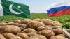 Pakistan resumes potato exports to Russia after import restrictions eased