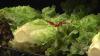 New Mexico confirms three cases of cyclosporasis