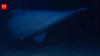 Scientists have filmed a rare 125-million-year-old goblin shark alive in its natural deep-sea habitat for the first time, revealing a new depth record and a wider Pacific range