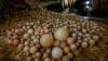 Researchers discover cave with rare cave pearls in Vietnam's Phong Nha-Ke Bang National Park