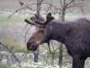 Are moose tourists or natives in Colorado? A new answer just dropped. 