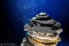 Deep-sea mining threatens molluscs holding promise for science, Red List shows