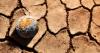 FN+El Niño: How it will impact food and beverage