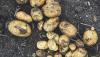 Lukashenko fears for the spuds of Belarus