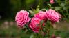 Roses will flourish after adding 1 simple natural item loved by gardening experts