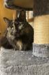 Pet of the Week: Macie Moo is a priceless companion 