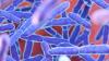 Florida Reports 46 Cases of Cyclospora Illness Amid US Outbreak