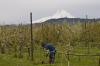 Columbia Gorge farmers seek pear disaster declaration, revised housing and overtime rules