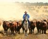 Australian Ruminant Feed Additives Drive Productivity and Resilience