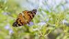 Age-old question: Could the longevity of butterflies be down to diet?