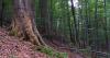 Oldest known beech tree in Czechia found by chance in the Beskydy Mountains