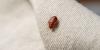 Worried about bed bugs in French hotels? This new label could reassure you