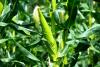U.S. corn farmers paying far more for inputs than Brazilian competitors, NCGA report finds 