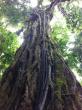 Costa Rica’s Monteverde Cloud Forest Joins the IUCN Green List
