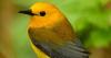 Take a bird walk at the swamp, 'Backrooms' at the Manship and more: Around Baton Rouge