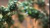 Nebraska enacts permanent medical cannabis rules after Pillen, Hilgers approval
