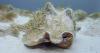 Lawsuit filed to protect threatened queen conch off Florida coast