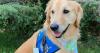 Canine brucellosis cases rise in Minnesota — what owners must know