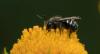 Oregon Records 5 Years of Zero Pesticide-Related Deaths in Bees