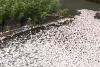 Step aside Reflecting Pool algae bloom — ‘pistachio tide’ is killing hundreds of fish in Baltimore harbor