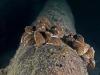 Minnesota DNR Warns Used Dock and Boat Lift Buyers About Invasive Species Risk