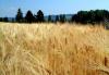 Nearly $7M allocated to increase Armenia agricultural land use effectiveness