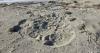 Sea turtles nests are breaking records on the South Carolina coast