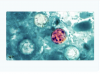 ‘Explosive Diarrhea Parasite,’ reported in 29 states
