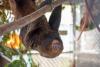 Florida Regulators Stood by as Dozens of Sloths Died, New Records Reveal
