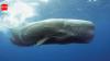 Scientists use AI to decode sperm whale communication, discovering a possible phonetic alphabet and revealing that Mediterranean sperm whales have different dialects by region