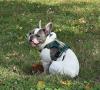 Keep your Eyes Peeled for Leo “Last seen July 5 near Fort Dupont Park”