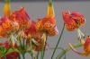 Lots of lilies coming to Latvian Nature Museum