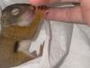 New Bruce County non-profit quickly completes more than 500 wildlife rescues
