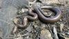 Rubber boas on Vancouver Island? Researchers ask locals to keep an eye out