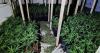 Huge £1.5m cannabis farm busted with almost 1,500 plants found in North East raid
