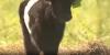 Vermont farm lets cows give birth on pasture, skip the barn