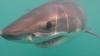 After long search, scientists get amazing great white shark footage off R.I. coast