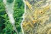 July Conservation Corner: A society in silk