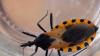 First locally acquired 'kissing bug' disease case in San Diego emerges