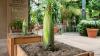 Double the Corpse Flower: The Huntington will soon have two smelly blooms