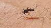 Health warning as deadly mosquito virus spreads in US at fastest rate in 20 years